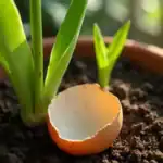 Cáscara de huevo para las plantas: beneficios y usos